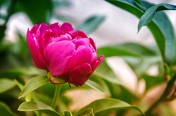 포토 JPG 해외이미지 식물 계절 꽃잎 꽃 백그라운드 잎 자연 새로움 사람없음 야외 장식 빨간색 초록색 여름 빛 정원 보라색 봄 개화 모피 원예 향기 시트 해외202004 해외포토 컬러 컨셉 취미 생태계 냄새 파일형식 이미지허브