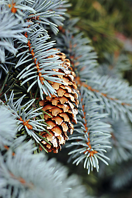 포토 JPG 해외이미지 나무 식물 전통 계절 백그라운드 잎 크리스마스 겨울 자연 휴가 새로움 사람없음 장식 초록색 흰색 나뭇가지 신선 소나무 닫기 연도 오브젝트 솔방울 상록수 전나무 원뿔 내추럴 가문비나무 해외202004 해외포토 도형 기념일 컬러 컨셉 모션 생태계 파일형식 이미지허브
