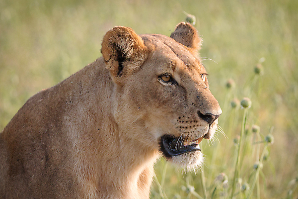 포토 JPG 해외이미지 동물 야생동물 여행 포유류 아프리카 자연 생물 털 동물원 사람없음 환경 고양이 힘 분노 황무지 위험 사자 큼 왕 모피 사파리 리더 육식동물 사냥꾼 멸종 사자자리 표범 내추럴 보츠와나 사바나 웅장함 해외202004 해외포토 직업 감정 나라 컨셉 반려동물 별자리 크기 생태계 파일형식 이미지허브