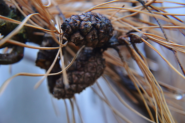 포토 JPG 해외이미지 나무 식물 백그라운드 잎 패턴 자연 추상 사람없음 야외 초록색 컬러풀 정원 나뭇가지 숲 묘사 질감 보케 상록수 내추럴 디테일 해외202004 해외포토 컬러 무늬 생태계 파일형식 이미지허브