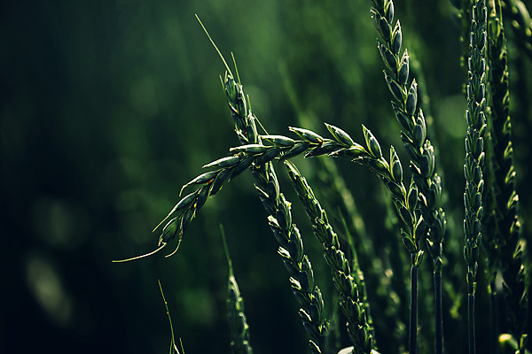 포토 JPG 해외이미지 식물 밭 농업 자연 건강 풍경 사람없음 야외 초록색 농작물 농장 농경지 성장 시골 시리얼 밀 유기농 보리 작살 호밀 세련 해외202004 해외포토 웰빙 산업 음식 컬러 곡류 생태계 파일형식 이미지허브