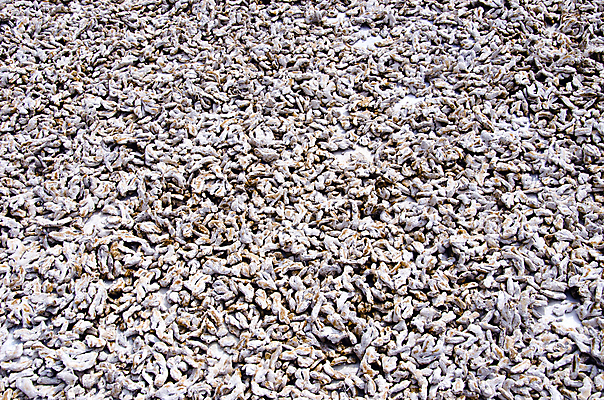 포토 JPG 해외이미지 직업 아시아 음식 줄기 여행 백그라운드 가방 비즈니스 재료 건조 사람없음 야외 쌓기 상점 시장 원주민 맛 인도인 배열 허브 향신료 유기농 날것 아로마 생강 흙더미 내추럴 땅바닥 식품점 케랄라주 힌두교 필요 해외202004 해외포토 외국인 식물 웰빙 잡화 나라 종교 컨셉 채소 모션 바닥 동양인 흙 아프리카인 인도_나라 향미료 파일형식 더미 이미지허브