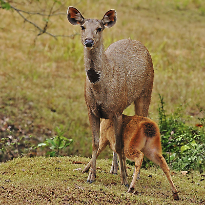 포토 JPG 해외이미지 동물 응시 아시아 야생동물 잎 태국 사슴 뿔 사람없음 초록색 물 연못 구멍 숲 큼 만족 리빙 해외202004 해외포토 자연요소 식물 시선 감정 나라 컬러 포유류 크기 파일형식 이미지허브