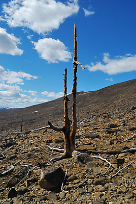 포토 JPG 해외이미지 나무 식물 구름 자연 산 건조 풍경 사람없음 목재 환경 바위 죽음 숲 언덕 부식 뿌리 생태학 옛날 해외202004 해외포토 자연요소 교육 재료 돌_바위 생태계 파일형식 이미지허브