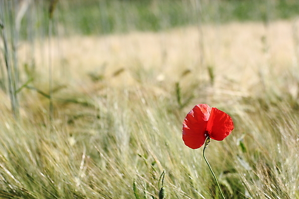 포토 JPG 해외이미지 식물 계절 꽃잎 꽃 백그라운드 꽃무늬 밭 농업 자연 옥수수 풍경 사람없음 야외 빨간색 초록색 여름 농장 정원 침묵 봄 들꽃 벚꽃 시골 신선 개화 낟알 땅 시리얼 밀 싱글 장면 양귀비 내추럴 미니멀리스트 해외202004 해외포토 산업 음식 컬러 무늬 곡류 소리 생태계 파일형식 이미지허브