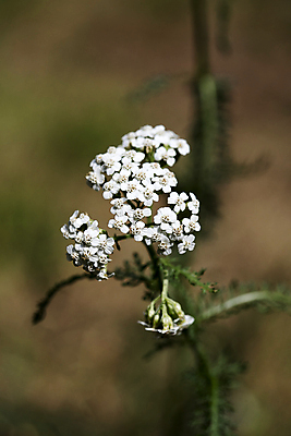 포토 JPG 해외이미지 식물 계절 꽃잎 꽃 잎 꽃무늬 밭 자연 벽지 풍경 잔디 사람없음 야외 초록색 여름 컬러풀 노란색 환경 정원 놀람 봄 활발 들꽃 성장 벚꽃 시골 침대 신선 개화 정상 민들레 허브 질감 데이지 화단 내추럴 우수 캐모마일 평야 해외202004 해외포토 감정 컬러 가구 컨셉 무늬 농업 표정 절기 생태계 파일형식 이미지허브