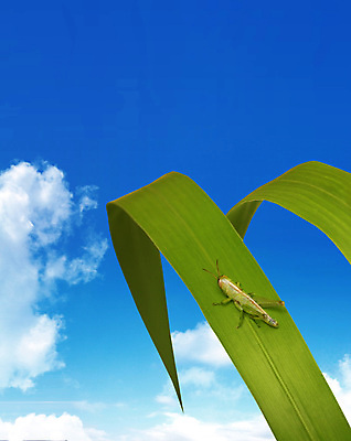 포토 JPG 해외이미지 나무 식물 계절 꽃 호수 꽃다발 백그라운드 단풍 잎 밭 자연 하늘 날씨 추상 부활절 사람없음 야외 초록색 물 여름 파란색 빛 강 컬러풀 태양 환경 정원 봄 성장 나뭇가지 신선 숲 꽃집 유기농 고립 해외202004 해외포토 자연요소 웰빙 기념일 컬러 무늬 농업 상점 생태계 파일형식 이미지허브