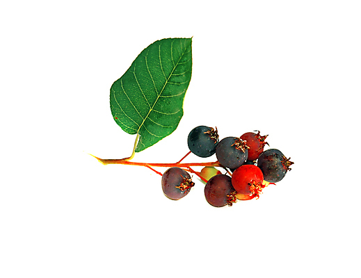 포토 JPG 해외이미지 식물 열매 음식 잎 농업 과일 재료 자연 디저트 건강 사람없음 초록색 여름 파란색 농작물 정원 수확 나뭇가지 신선 달콤 맛 다발 묘사 유기농 날것 내추럴 고립 숙성 해외202004 해외포토 나무 웰빙 계절 산업 컬러 컨셉 생태계 파일형식 이미지허브