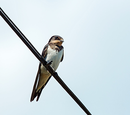 포토 JPG 해외이미지 계절 야생동물 청소년 조류 생물 사람없음 여름 철사 서식스 해외202004 해외포토 동물 사람 파일형식 이미지허브