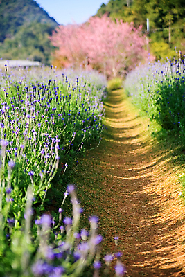 포토 JPG 해외이미지 나무 식물 계절 꽃잎 꽃 도로 분홍색 겨울 태국 자연 하늘 풍경 경사 사람없음 야외 목재 장식 파란색 컬러풀 정원 일본 놀람 봄 벚꽃 신선 개화 체리 언덕 아치 장면 방법 옛날 해외202004 해외포토 감정 아시아 길 컬러 과일 재료 교통시설 표정 생태계 파일형식 이미지허브