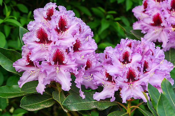 포토 JPG 해외이미지 식물 계절 공원 꽃잎 꽃 분홍색 잎 꽃무늬 자연 사람없음 야외 정원 봄 성장 벚꽃 신선 개화 닫기 진달래 관목 원예 화단 내추럴 영원 해외202004 해외포토 나무 공공시설 컬러 무늬 모션 취미 생태계 파일형식 이미지허브