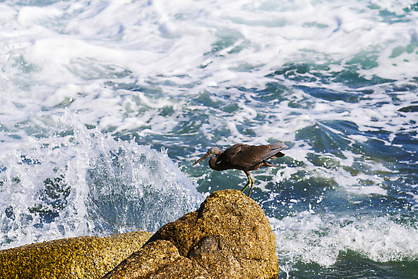 포토 JPG 해외이미지 동물 공원 호수 야생동물 여행 잎 날개 자연 조류 사람없음 야외 초록색 물 여름 평화 환경 흰색 연못 만 황무지 습지 큼 땅 왜가리 깃털 부리 캘리포니아 태평양 목 서식지 내추럴 단아함 동물상 생태학 해외202004 해외포토 자연요소 식물 계절 공공시설 교육 바다 컬러 컨셉 신체부위 조형물 미국 크기 생태계 파일형식 이미지허브