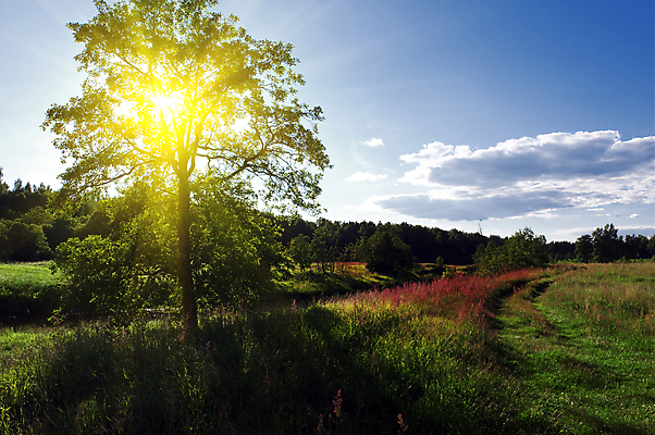 포토 JPG 해외이미지 나무 구름 공원 밭 자연 하늘 풍경 사람없음 야외 목재 초록색 여름 파란색 컬러풀 태양 환경 일몰 봄 성장 시골 신선 숲 작음 큼 강의 언덕 싱글 솜털 내추럴 평야 수평선 해외202004 해외포토 자연요소 식물 계절 공공시설 컬러 농업 재료 노을 크기 생태계 파일형식 이미지허브