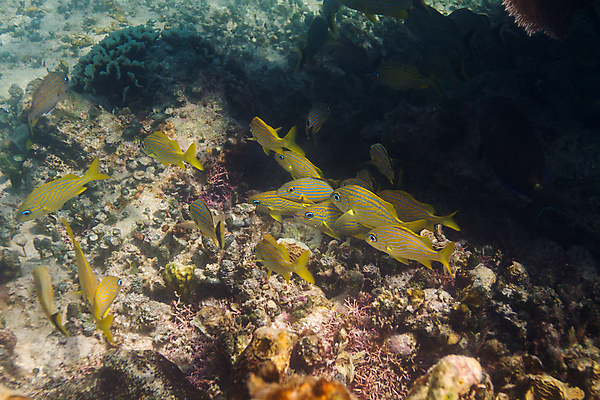 포토 JPG 해외이미지 야생동물 바다 학교 자연 열대 어류 풍경 사람없음 물 컬러풀 바닷속 수중 미국 다양 스노클링 산호 다이빙 암초 석호 깊이 동물상 소금물 이국적 해외202004 해외포토 자연요소 동물 교육 컬러 다수 북아메리카 조형물 수영 수중동물 수상스포츠 자포동물 생태계 수중스포츠 파일형식 이미지허브
