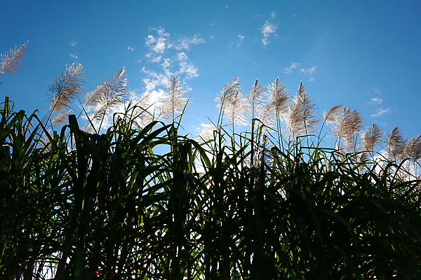 포토 JPG 해외이미지 식물 꽃 음식 줄기 섬 백그라운드 잎 밭 농업 자연 지팡이 하늘 풍경 사람없음 야외 초록색 여름 파란색 농작물 컬러풀 농장 환경 일몰 에너지 수확 성장 시골 땅 설탕 밀짚 내추럴 모리셔스 밭일 사탕수수 해외202004 해외포토 계절 산업 컬러 노을 짚 생태계 파일형식 이미지허브