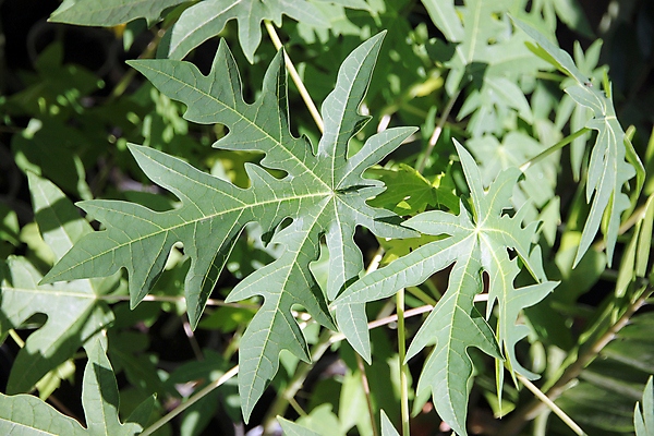 포토 JPG 해외이미지 나무 음식 잎 채소 과일 재료 종류 요리 사람없음 초록색 정원 성장 방사형 파파야 해외202004 해외포토 식물 컬러 열대과일 파일형식 이미지허브