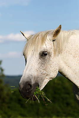 포토 JPG 해외이미지 나무 동물 행복 야생동물 음식 밭 포유류 자연 건강 서기 풍경 사람없음 초록색 여름 반려동물 태양 농장 머리 봄 목장 회색 자유 흰색 시골 승마 우아함 저녁 방목 먹기 갈기 내추럴 무료 밭일 아랍어 찰과상 해외202004 해외포토 자연요소 식물 계절 감정 스포츠 컬러 컨셉 농업 모션 신체부위 축산업 상처 야간 생태계 파일형식 이미지허브