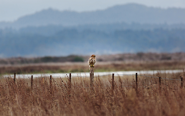 포토 JPG 해외이미지 동물 1 야생동물 백그라운드 날개 자연 조류 하늘 휴식 산 풍경 사람없음 빨간색 파란색 울타리 흰색 시골 비행 기다림 숲 꼬리 부리 내추럴 해외202004 해외포토 컬러 컨셉 모션 담장 생태계 파일형식 이미지허브
