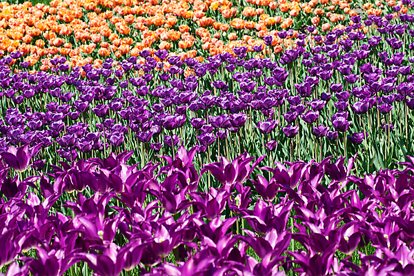 포토 JPG 해외이미지 식물 계절 공원 꽃 분홍색 꽃다발 백그라운드 잎 꽃무늬 밭 자연 휴가 부활절 발렌타인데이 사랑 사람없음 야외 초록색 여름 햇빛 태양 노란색 정원 보라색 봄 튤립 벚꽃 축하 신선 닫기 5월 꽃집 보케 엽서 내추럴 강렬 블러 해외202004 해외포토 자연요소 공공시설 기념일 감정 컬러 컨셉 무늬 농업 모션 데이이벤트 상점 날짜 편지 생태계 파일형식 이미지허브