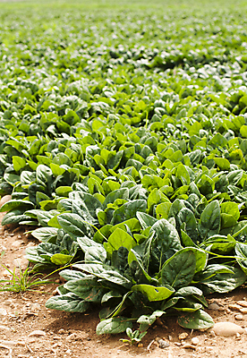 포토 JPG 해외이미지 식물 음식 잎 패턴 밭 농업 채소 자연 건강 풍경 사람없음 야외 초록색 컬러풀 농장 농경지 수확 시골 신선 농부 상추 먹기 유기농 양배추 날것 캘리포니아 지역 시금치 내추럴 밭일 생태학 영양분 쟁기 채식주의자 해외202004 해외포토 직업 웰빙 교육 산업 컬러 무늬 모션 미국 생태계 채식 파일형식 이미지허브