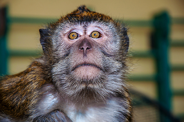 포토 JPG 해외이미지 동물 캐릭터 행복 얼굴 야생동물 어린이 포유류 아프리카 자연 생물 털 미소 앉기 사람없음 초록색 갈색 귀여움 원숭이 찡그림 달콤 작음 꼬리 유인원 침팬지 결백 해외202004 해외포토 감정 나라 컬러 컨셉 모션 표정 사람 신체부위 맛 크기 생태계 파일형식 이미지허브