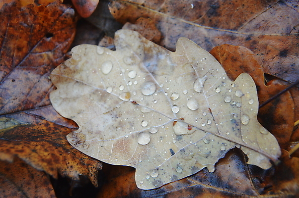 포토 JPG 해외이미지 나무 식물 동물 계절 백그라운드 잎 자연 표면 전등 바닥 사람없음 야외 목재 초록색 여름 반사 갈색 노란색 환경 정원 가을 떨어짐 숲 내추럴 해외202004 해외포토 컬러 컨셉 재료 조명 생태계 파일형식 이미지허브