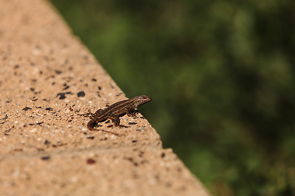 포토 JPG 해외이미지 동물 야생동물 파충류 건조 저울 사람없음 울타리 사막 도마뱀 캘리포니아 동쪽 선사시대 갑옷 해외202004 해외포토 담장 미국 역사 보호장비 방향 파일형식 이미지허브