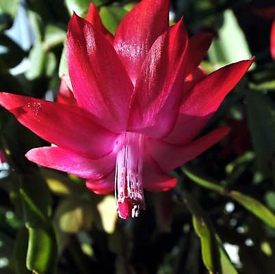 포토 JPG 해외이미지 식물 전통 계절 꽃잎 꽃 화초 분홍색 백그라운드 잎 크리스마스 겨울 꽃무늬 자연 선인장 사람없음 초록색 정원 보라색 봄 벚꽃 신선 개화 닫기 자주색 묘사 싱글 날카로움 내추럴 꽃수술 해외202004 해외포토 기념일 컬러 무늬 모션 생태계 파일형식 이미지허브