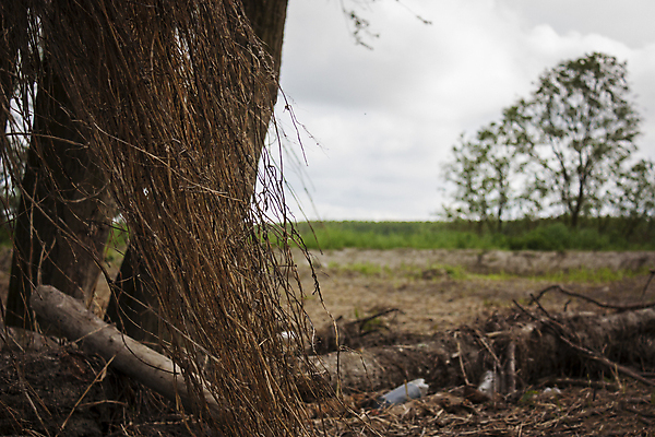 포토 JPG 해외이미지 나무 생각 겨울 자연 건조 이야기 풍경 사람없음 이탈리아 죽음 고독 폐기물 통나무 고립 혼자 해외202004 해외포토 식물 계절 감정 유럽 쓰레기 생태계 파일형식 이미지허브