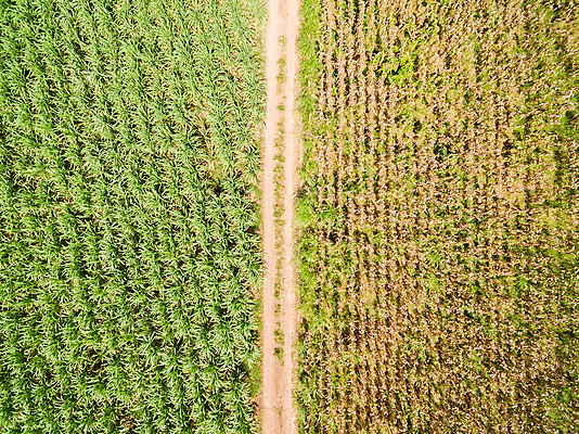 포토 JPG 해외이미지 모양 식물 산업 지구 백그라운드 밭 농업 자연 안테나 풍경 사람없음 초록색 농작물 농장 농경지 마을 정원 시골 정상 숲 땅 시리얼 만취 질감 장면 지형 안심 밀짚 줄서기 파종 사탕수수 해외202004 해외포토 음식 컬러 통신 모션 육류 농사 짚 생태계 술취함 파일형식 이미지허브