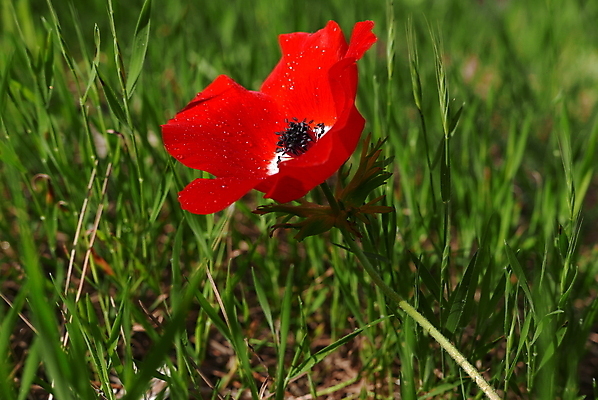 포토 JPG 해외이미지 식물 계절 꽃잎 꽃 백그라운드 잎 꽃무늬 밭 자연 풍경 사람없음 야외 초록색 여름 빛 햇빛 태양 정원 맑음 봄 벚꽃 개화 양귀비 내추럴 해외202004 해외포토 자연요소 컬러 무늬 농업 날씨 생태계 파일형식 이미지허브