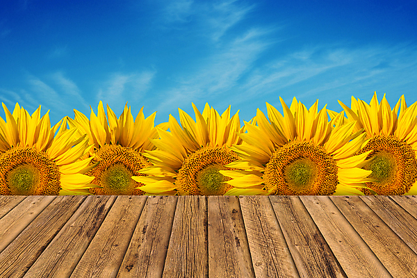 포토 JPG 해외이미지 식물 디자인 계절 꽃 여행 백그라운드 컨셉 꽃무늬 패턴 밭 비즈니스 자연 탁자 하늘 성공 추상 바닥 풍경 사람없음 야외 목재 초록색 여름 파란색 빛 태양 노란색 맑음 봄 수확 시골 널 소프트포커스 질감 내추럴 경영 해외202004 해외포토 자연요소 나무 컬러 가구 무늬 농업 재료 날씨 촬영기법 생태계 파일형식 이미지허브