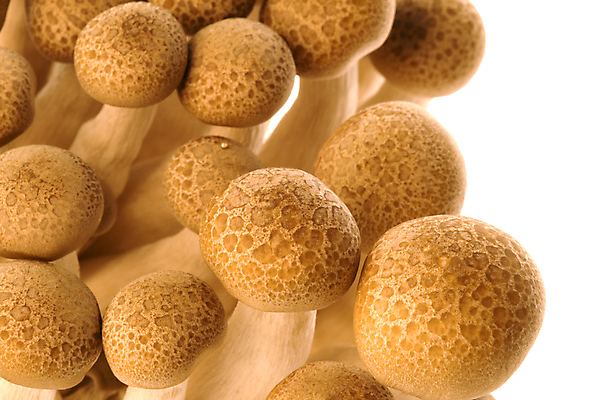 포토 JPG 해외이미지 식물 음식 농업 다이어트 채소 재료 자연 건강 사람없음 갈색 버섯 신선 닫기 맛 유기농 내추럴 곰팡이 식용 이국적 해외202004 해외포토 웰빙 산업 컬러 컨셉 모션 생태계 파일형식 이미지허브