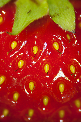 포토 JPG 해외이미지 열매 음식 백그라운드 패턴 다이어트 과일 딸기 표면 건강 씨앗 사람없음 빨간색 견과류 신선 자르기 먹기 피부 묘사 해외202004 해외포토 식물 컬러 무늬 모션 신체부위 파일형식 이미지허브