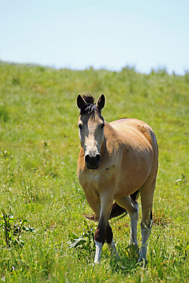 포토 JPG 해외이미지 식물 동물 야생동물 밭 포유류 자연 하늘 사람없음 초록색 여름 파란색 농장 갈색 검은색 동물상 그리너리 해외202004 해외포토 계절 컬러 농업 조형물 생태계 파일형식 트랜드컬러 이미지허브