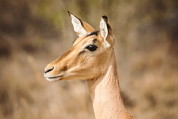 포토 JPG 해외이미지 동물 야생동물 포유류 아프리카 자연 사람없음 보호 사파리 영양 남아프리카 해외202004 해외포토 나라 컨셉 생태계 파일형식 이미지허브