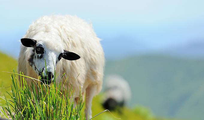 포토 JPG 해외이미지 동물 응시 계절 얼굴 음식 밭 농업 포유류 가족 자연 하늘 새로움 산 털 풍경 사람없음 야외 초록색 여름 파란색 농장 농경지 가축 봄 흰색 시골 아기 양 군중 방목 언덕 장면 양고기 내추럴 양모 밭일 해외202004 해외포토 시선 산업 컬러 컨셉 관계 육류 사람 신체부위 직물 축산업 생태계 파일형식 이미지허브