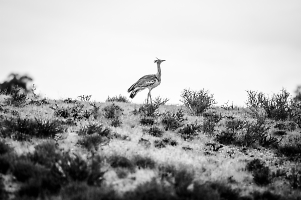 포토 JPG 해외이미지 동물 공원 야생동물 여행 아프리카 자연 조류 사람없음 야외 환경 사막 다양 게임 황무지 보호 큼 사파리 깃털 생태계 부리 케냐 무거움 서식지 남쪽 내추럴 나미비아 남아프리카 동물상 마사이족 사바나 생태학 칼라하리 탄자니아 해외202004 해외포토 공공시설 교육 나라 다수 컨셉 놀이 조형물 무게 크기 방향 파일형식 이미지허브