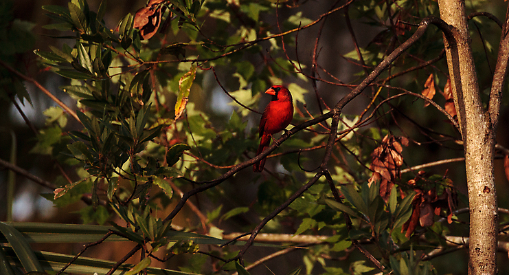포토 JPG 해외이미지 남자 야생동물 자연 조류 앉기 사람없음 미국 플로리다 해외202004 해외포토 동물 북아메리카 모션 사람 생태계 파일형식 이미지허브