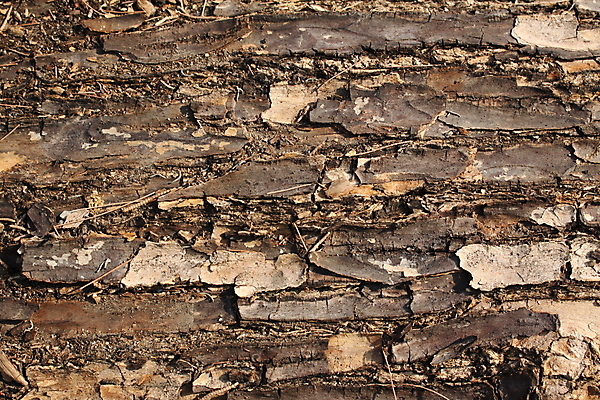 포토 JPG 해외이미지 나무 표면 사람없음 목재 거친 나무껍질 수목 해외202004 해외포토 식물 재료 껍질 파일형식 이미지허브