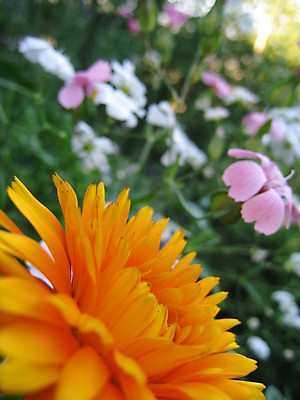 포토 JPG 해외이미지 식물 동물 열매 꽃 분홍색 곤충 과일 자연 사람없음 빨간색 초록색 파란색 노란색 보라색 봄 체리 해외202004 해외포토 계절 컬러 생태계 파일형식 이미지허브