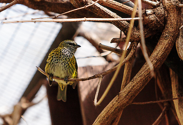포토 JPG 해외이미지 동물 야생동물 자연 조류 사람없음 베네수엘라 해외202004 해외포토 남아메리카 생태계 파일형식 이미지허브