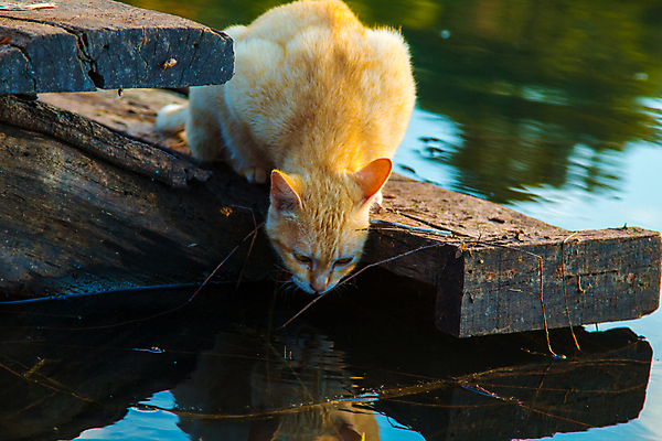 포토 JPG 해외이미지 동물 행복 얼굴 다이어트 놀이 수염 사람없음 물 반려동물 강 상자 주방 고양이 줄무늬 젖음 우유 마시기 물방울 달콤 떨어짐 핥기 위험 큼 갈증 뿌리기 엿보기 수도꼭지 호기심 생강 흘림 숨김 판지 돌봄 스플래쉬 해외202004 해외포토 자연요소 감정 컨셉 무늬 채소 포유류 모션 유제품 건강 신체부위 맛 크기 파일형식 이미지허브