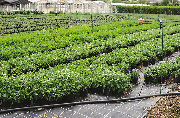 포토 JPG 해외이미지 식물 음식 잎 밭 자연 건강 사람없음 야외 초록색 여름 농장 정원 성장 흰색 신선 지중해 허브 향신료 유기농 날것 향 바이오 세이지 해외202004 해외포토 웰빙 계절 바다 컬러 농업 생태계 향미료 파일형식 이미지허브