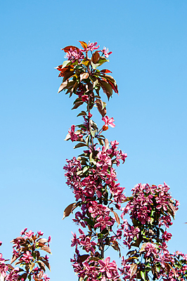 포토 JPG 해외이미지 나무 식물 디자인 계절 꽃잎 꽃 줄기 분홍색 꽃다발 잎 꽃무늬 자연 사람없음 장식 빨간색 초록색 컬러풀 정원 봄 성장 벚꽃 나뭇가지 신선 개화 해외202004 해외포토 컬러 무늬 생태계 파일형식 이미지허브