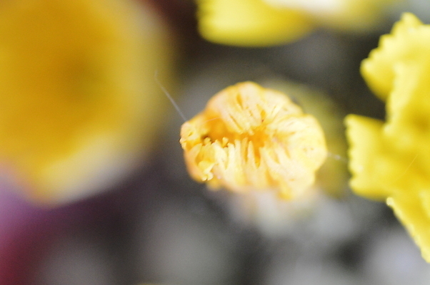 포토 JPG 해외이미지 식물 계절 꽃 백그라운드 잎 자연 포도 추상 사람없음 초록색 여름 새싹 흰색 신선 닫기 숲 내추럴 해외202004 해외포토 컬러 무늬 과일 모션 생태계 파일형식 이미지허브