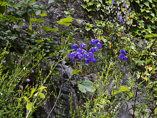 포토 JPG 해외이미지 식물 디자인 계절 꽃잎 꽃 분홍색 꽃다발 백그라운드 잎 꽃무늬 패턴 일러스트 자연 미술 잔디 사람없음 목재 장식 빨간색 초록색 여름 정원 보라색 봄 벚꽃 흰색 나뭇가지 신선 개화 닫기 4월 5월 꽃집 제비꽃 원예 라일락 내추럴 고립 해외202004 해외포토 나무 컬러 무늬 재료 모션 문화예술 취미 상점 날짜 생태계 파일형식 이미지허브