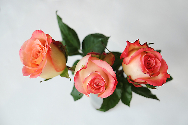 포토 JPG 해외이미지 식물 계절 꽃잎 꽃 꽃다발 잎 꽃무늬 오렌지 자연 발렌타인데이 종류 사랑 사람없음 컬러풀 장미 노란색 벚꽃 축하 신선 개화 가시 산호 자르기 다발 배열 유기농 향기 열정 해외202004 해외포토 웰빙 감정 컬러 컨셉 무늬 과일 모션 데이이벤트 자포동물 생태계 냄새 파일형식 이미지허브