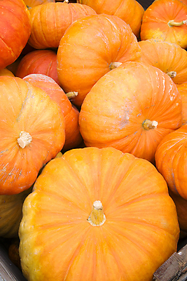 포토 JPG 해외이미지 음식 줄기 농업 오렌지 호박 사람없음 농작물 할로윈 오브젝트 박 해외202004 해외포토 식물 산업 채소 과일 파일형식 이미지허브