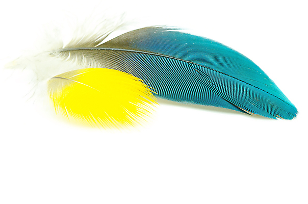 포토 JPG 해외이미지 동물 백그라운드 컨셉 패턴 자연 조류 그림자 사람없음 장식 빛 세트 꿈 흰색 매끈함 수집 심볼 깃털 오브젝트 질감 솜털 고립 깃털펜 해외202004 해외포토 컬러 무늬 펜 감각 생태계 파일형식 이미지허브